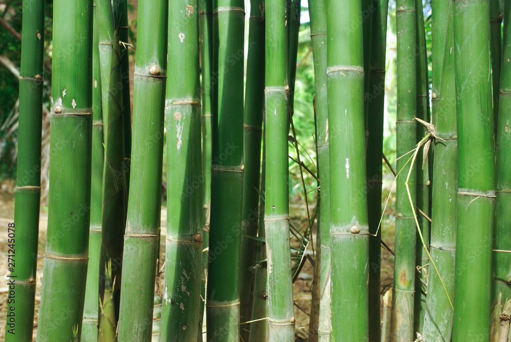 Thai bamboo grove is a farmer's career. Thai bamboo grove is a farmer's career.