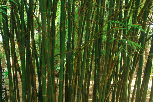Thai bamboo grove is a farmer s career.