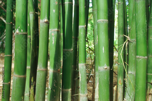 Fototapeta Naklejka Na Ścianę i Meble -  Thai bamboo grove is a farmer's career.