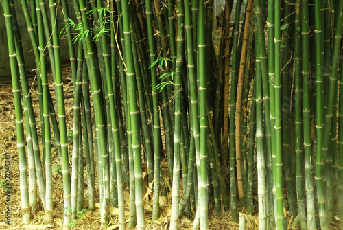 Thai bamboo grove is a farmer's career.