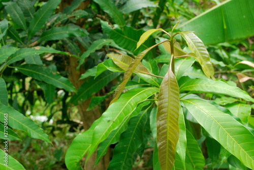 Worm eating mango leaves. Medication for mango leaves.