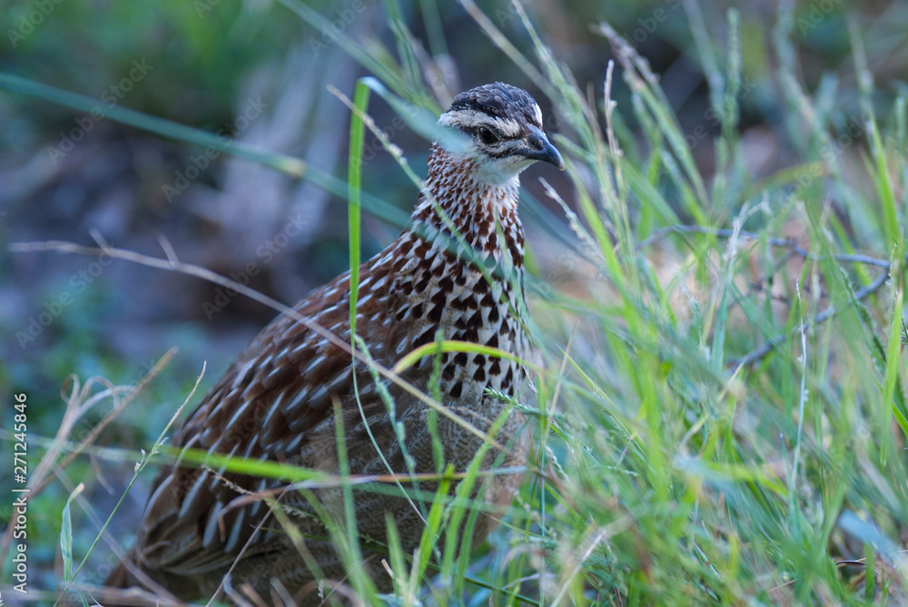 Common Quail,Coturnix coturnix,Kruger National Park, South Africa Common Quail,Coturnix coturnix,Kruger National Park, South Africa