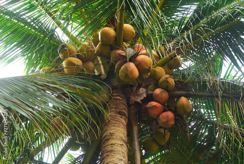 The coconut plantation is a career of farmers.