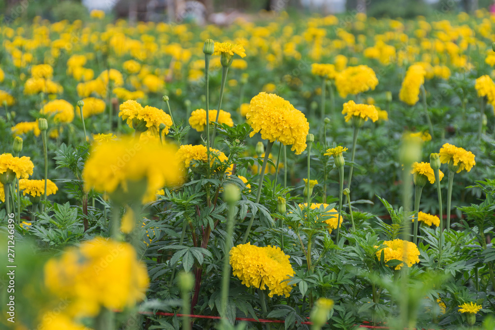 Obraz premium Many yellow marigolds in the garden that growers sell.