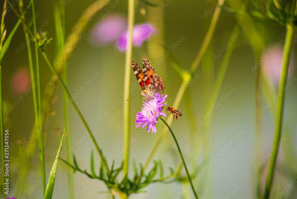 A honey bee approaches a flower where a butterfly is drinking nectar. A honey bee approaches a flower where a butterfly is drinking nectar.