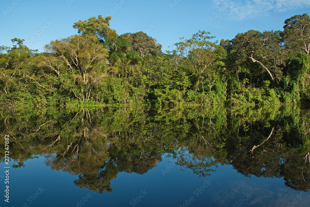 Mirroring of trees in the rainforest near Puerto Narino at Amazonas river in Colombia