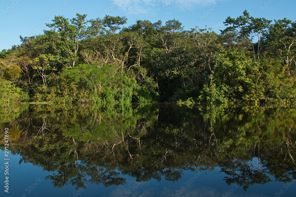 Mirroring of trees in the rainforest near Puerto Narino at Amazonas river in Colombia