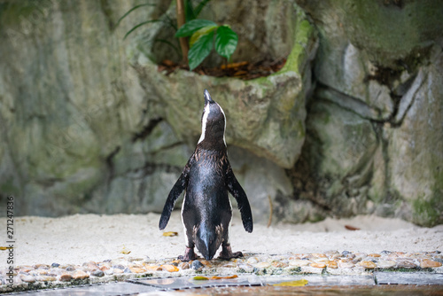 Back view of a jackass penguin