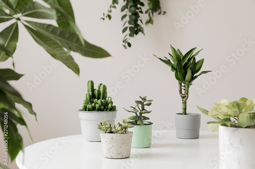 Stylish and botany composition of home interior garden filled a lot of plants in different design  elegant pots on the white table. White backgrounds walls. Green is better. Spring blossom. Template.
