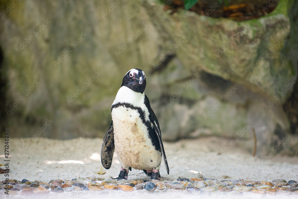 Fototapeta premium Front view of a jackass penguin