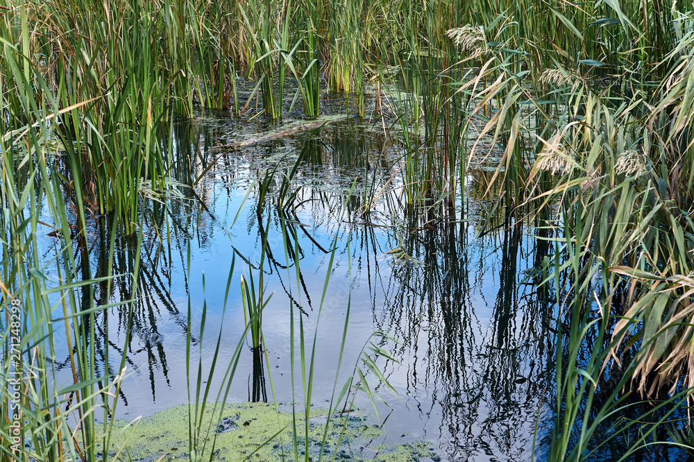 Water channel overgrown with reeds Water channel overgrown with reeds