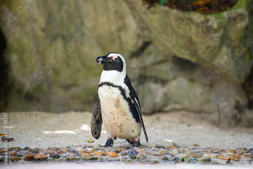 Front view of a jackass penguin