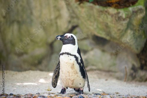 Front view of a jackass penguin
