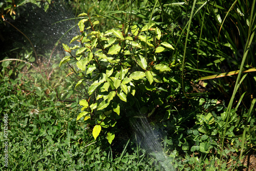 Automatic irrigation watering a small tree