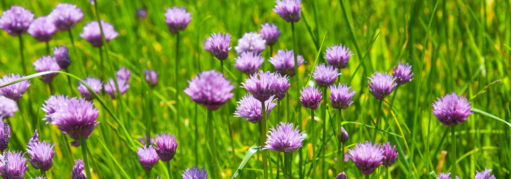 Field of blooming chives onions close-up - panoramic rural background