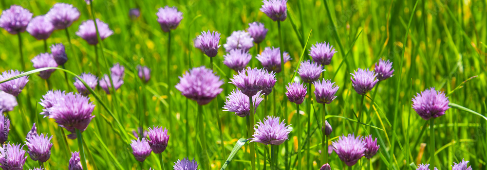 Field of blooming chives onions close-up - panoramic rural background Field of blooming chives onions close-up - panoramic rural background