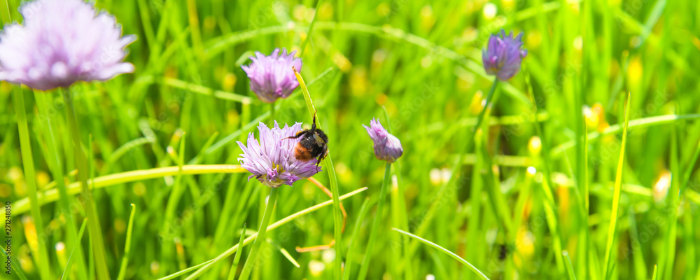 A field of flowering chives and bumblebee gathering nectar close-up - panoramic rural summer and spring background A field of flowering chives and bumblebee gathering nectar close-up - panoramic rural summer and spring background