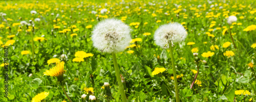 Panoramic floral summer background - a field with blooming dandelions and fluffy dandelions in the foreground