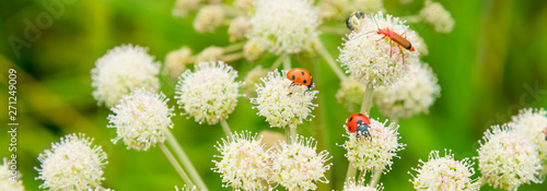 Beautiful summer panoramic background, banner with ladybugs and bugs on white wildflowers. Summer meadow with flowers and insects - macro.