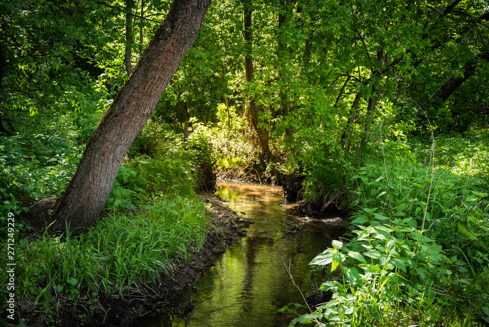 Summer woodland landscape - forest stream among trees on a sunny day