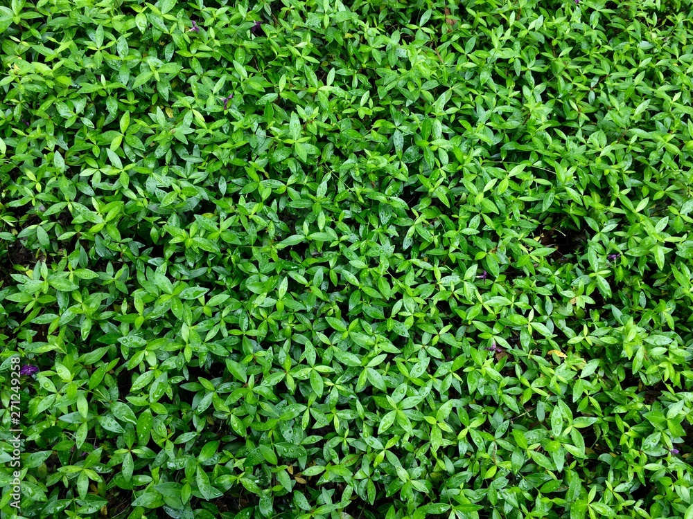 background of green plant leaves background of green plant leaves