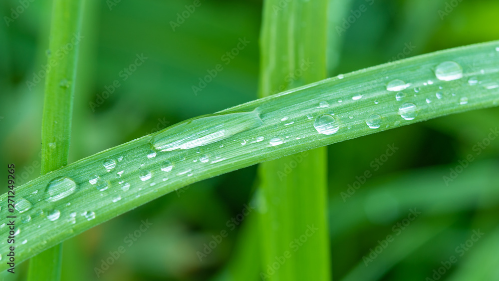 Natural meadow background, pattern - drops of dew on the leaves of grass in the early morning Natural meadow background, pattern - drops of dew on the leaves of grass in the early morning