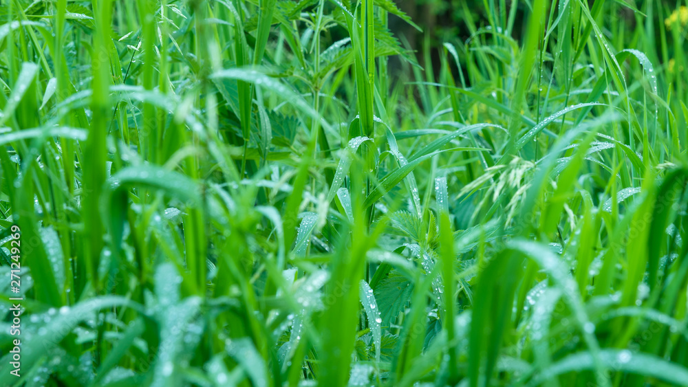 Natural meadow background, pattern - drops of dew on the leaves of grass in the early morning Natural meadow background, pattern - drops of dew on the leaves of grass in the early morning