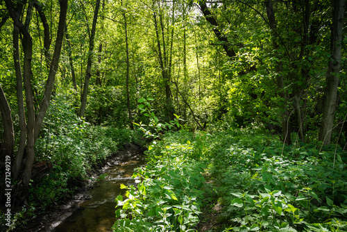 Summer woodland landscape - forest stream among trees on a sunny day