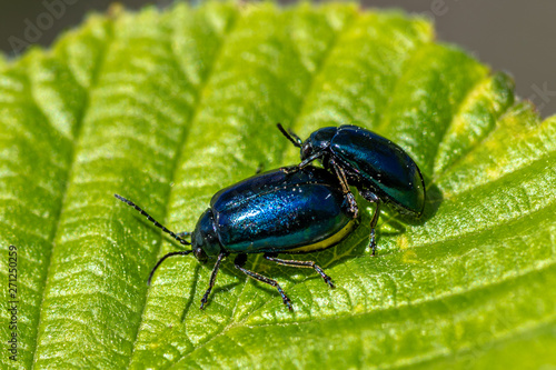 Couple of blue shiny beetles mating on a leaf