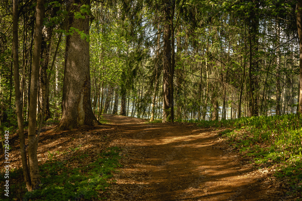 Gravel path passing through a green forest Gravel path passing through a green forest