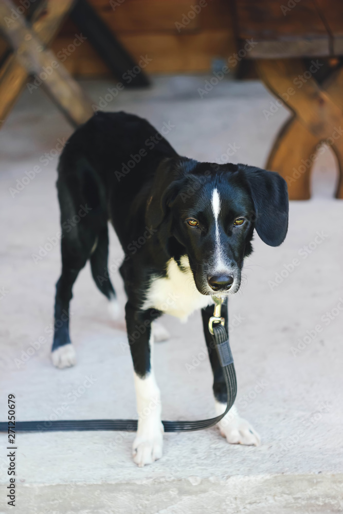 Lonely dog with very sad smart eyes waiting for owner. Black and white pet outside. Closeup of young dog. Lonely dog with very sad smart eyes waiting for owner. Black and white pet outside. Closeup of young dog.