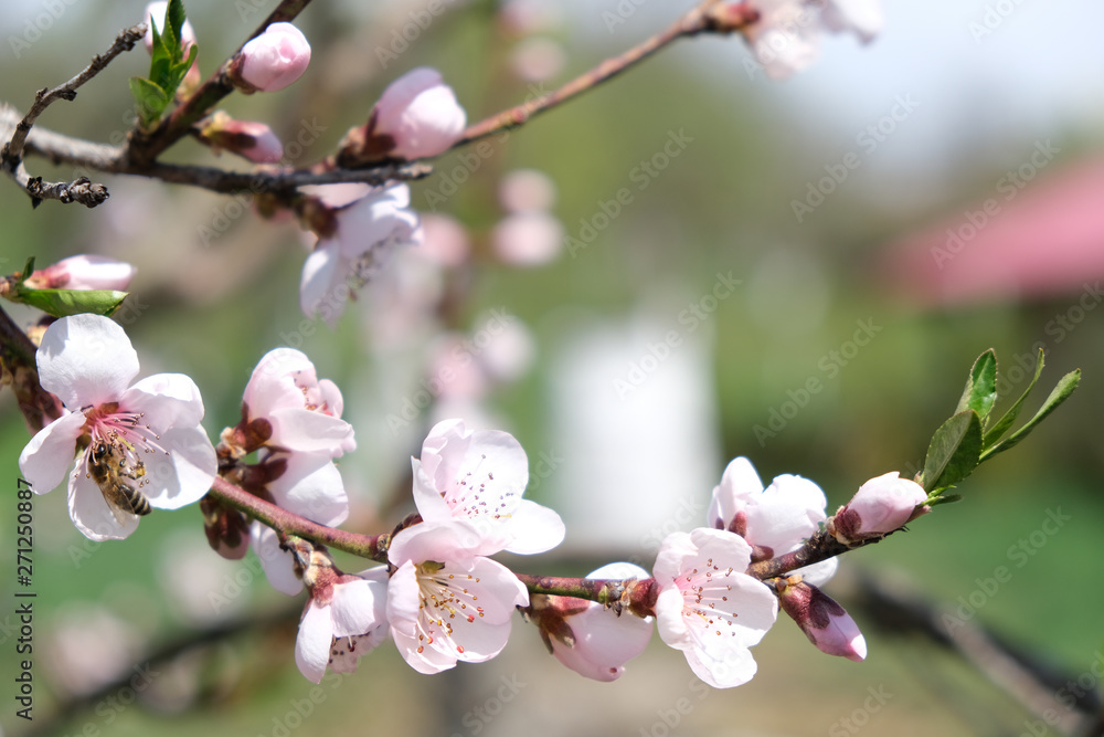 a bee collects nectar on a flowering peach tree twig a bee collects nectar on a flowering peach tree twig