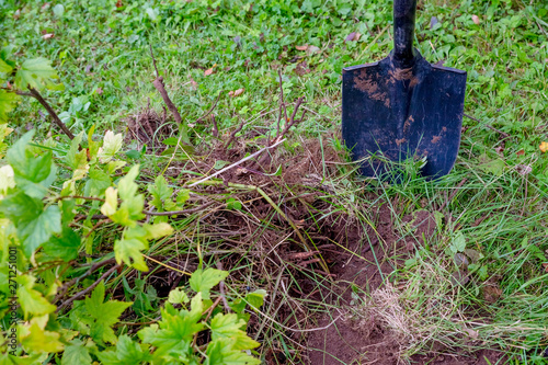 Digging out an old currant shrub with a garden shovel in the summer garden.works in a garden, the man digs a shovel a hole in the earth for landing of a tree. A man planting a tree in a hole.