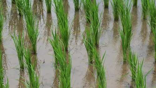 Rice terrace seedlings close-up view in the field with water from nature ,at Ban Pa Bong Piang Hill tribe village, Chiangmai, Thailand.. photo