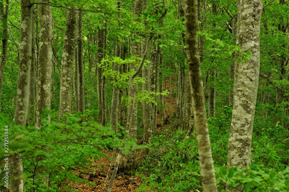 Fototapeta premium path in forest