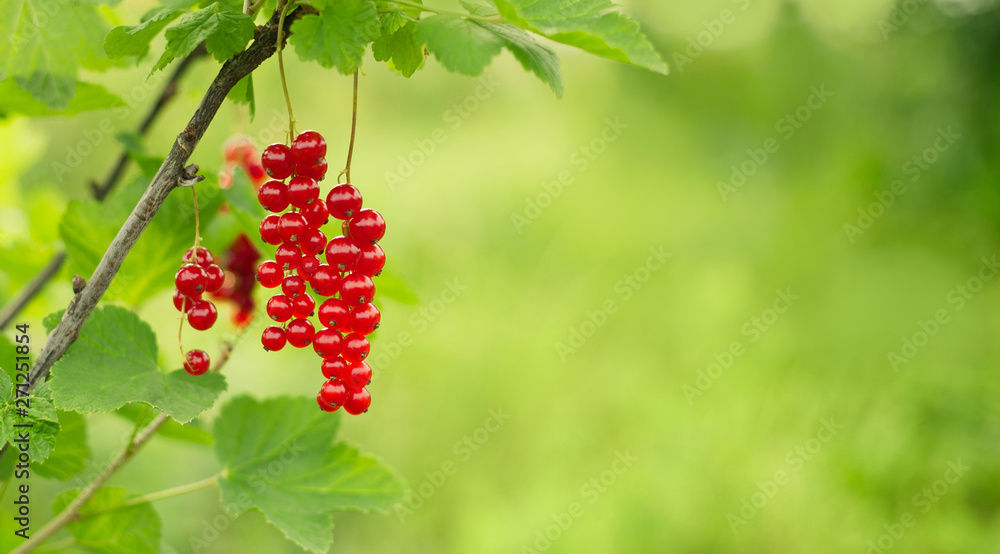 Beautiful background with Branch of red currant berries