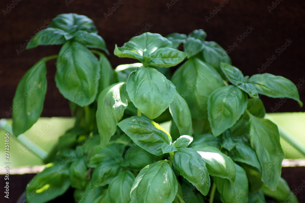 Frischer Basilikum Ocimum basilicum aus dem Hausgarten Frischer Basilikum Ocimum basilicum aus dem Hausgarten