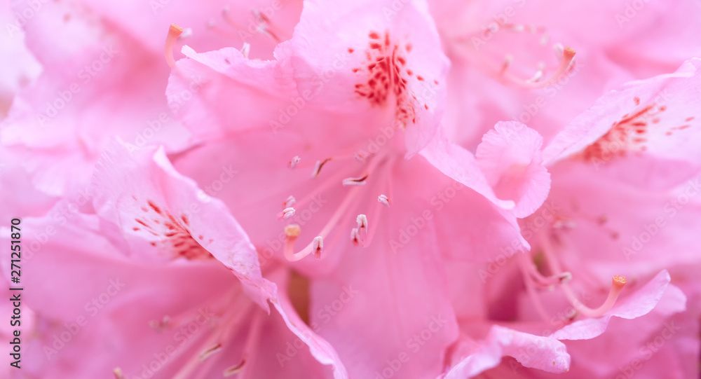 Unfocused blur rhododendron petals, abstract romance background, pastel and soft flower card