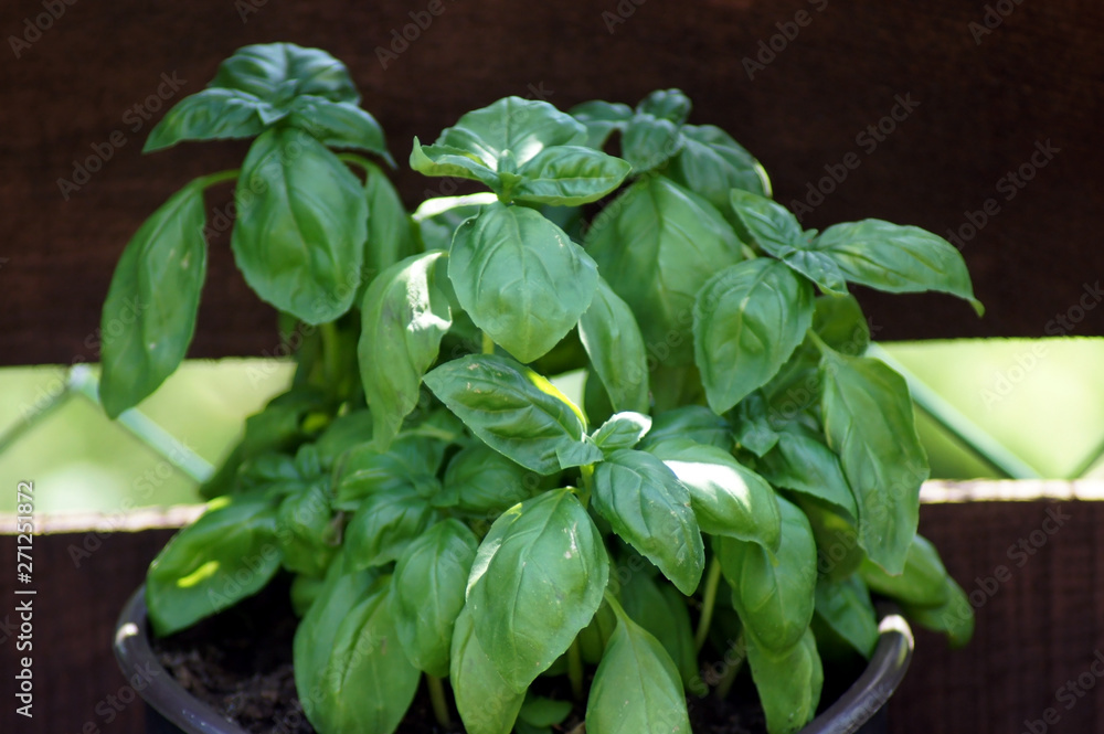 Frischer Basilikum Ocimum basilicum aus dem Hausgarten Frischer Basilikum Ocimum basilicum aus dem Hausgarten
