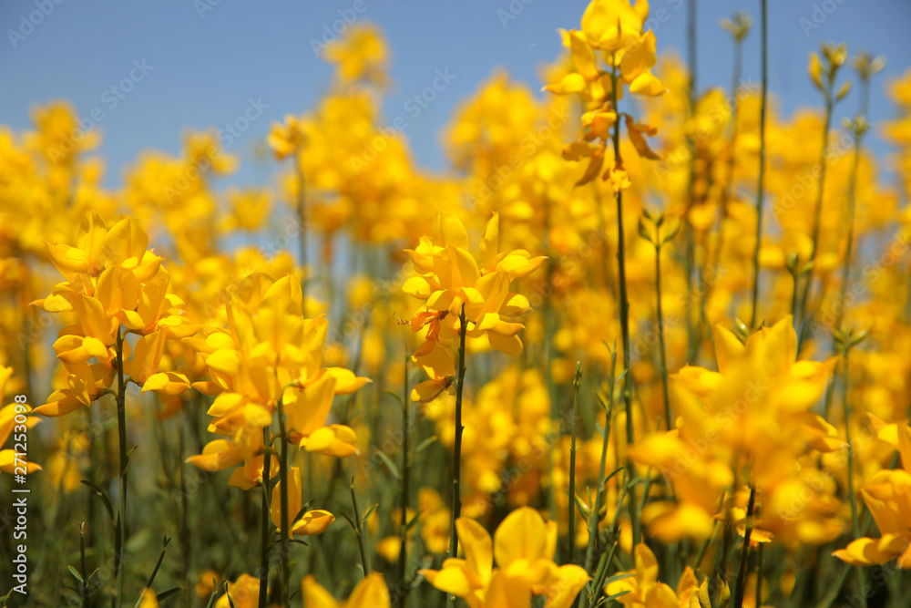 Obraz premium Flowering of broom in spring, yellow flower flowering in spring 