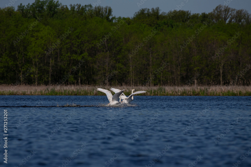 Mute swan (Cygnus olor) in flight over the lake