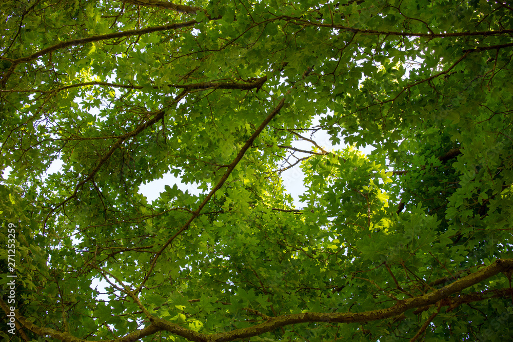 Fototapeta premium Warm summer relief: beautiful oak branches and leaves from below; shade and tranquillity