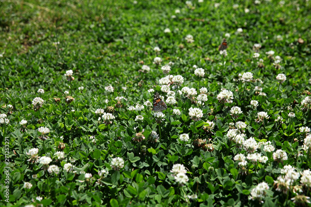 Summer landscape in the foreground meadow flowers with focus on a white butterfly on a flower