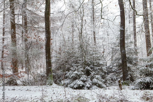 Winter Netherlands. Snow and frost. Echten forest drente
