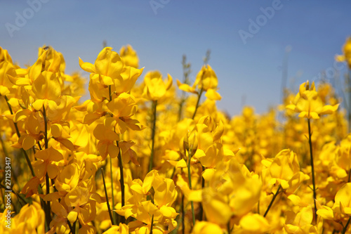 Wallpaper Mural Flowering of broom in spring, yellow flower flowering in spring  Torontodigital.ca