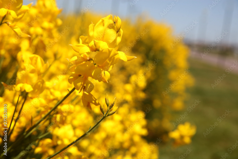 Flowering of broom in spring, yellow flower flowering in spring Flowering of broom in spring, yellow flower flowering in spring