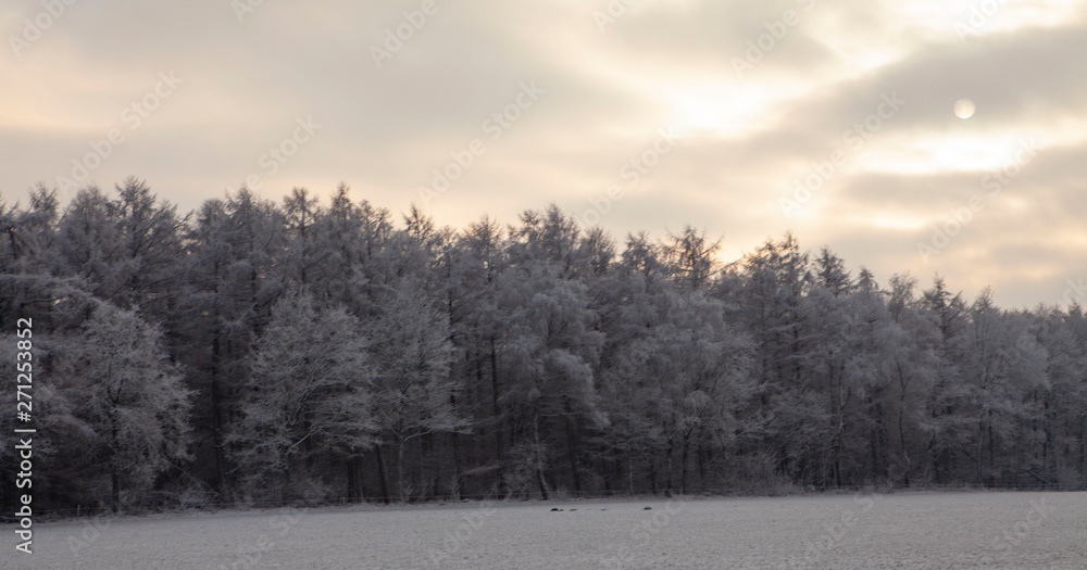 Winter Netherlands. Snow and frost. Echten forest drente Winter Netherlands. Snow and frost. Echten forest drente