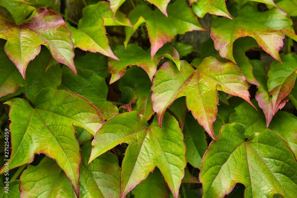 Fototapeta premium green leaves background
