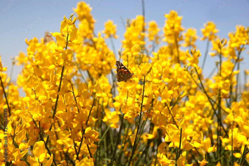 Obraz premium Butterfly on the flowering scotch broom (Invasive Species)