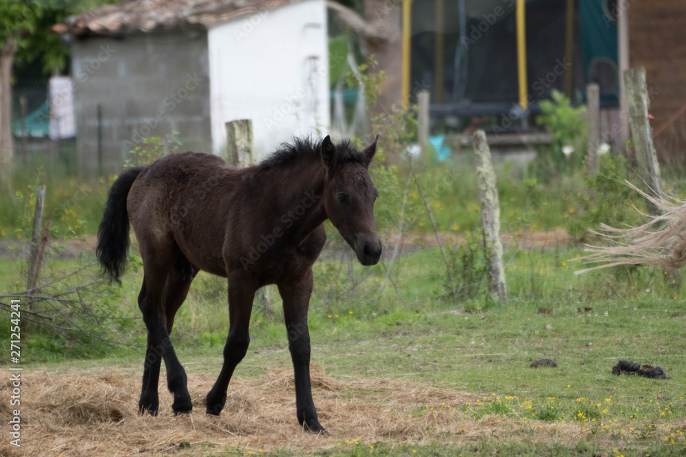Fototapeta premium cheval